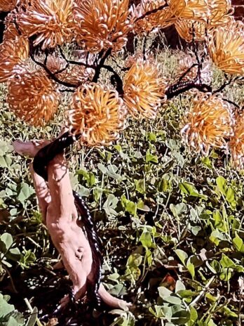 🌳 Ambre des Bois🌳